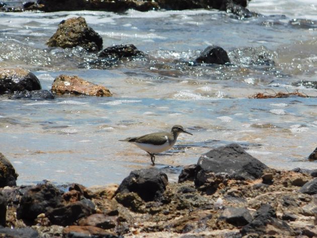 Animalstuffstore Common-Sandpiper-7 Broome Surf Membership to Gantheaume Level – 10,000 Birds Bird  
