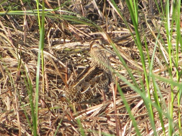 common-snipe