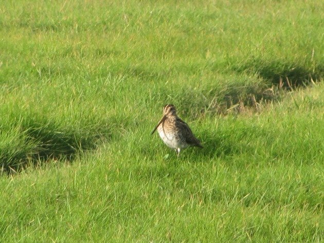 common-snipe