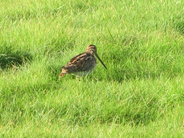 common-snipe