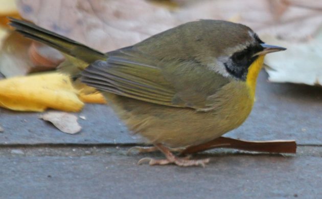 common-yellowthroat