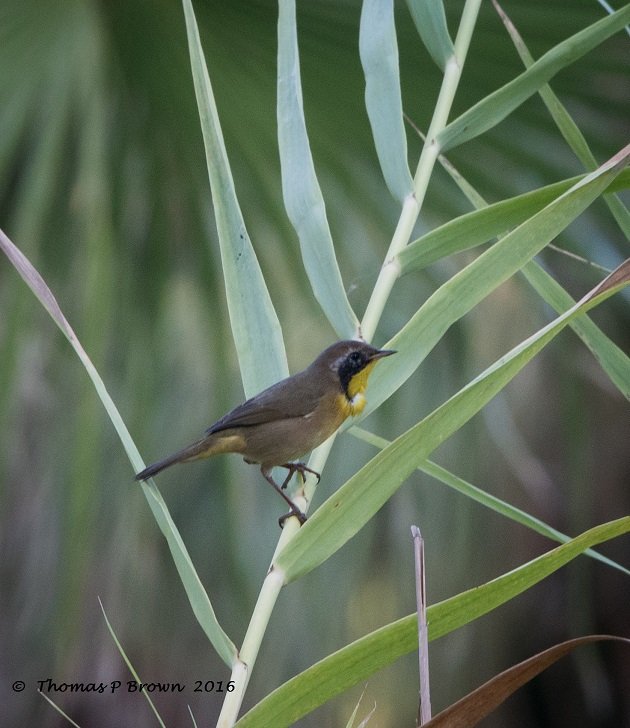 common-yellowthroat-juvi-male