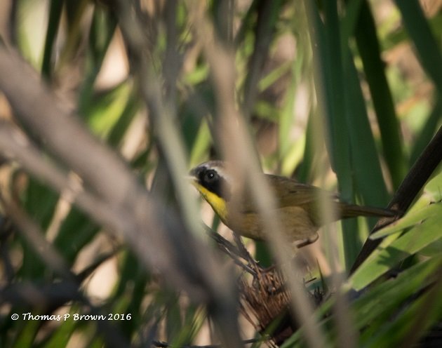 common-yellowthroat-male-2