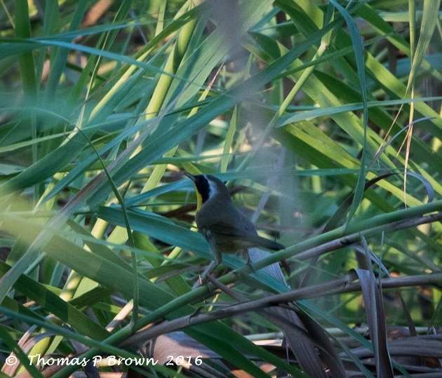 common-yellowthroat-male