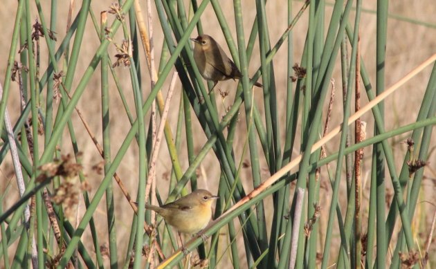 Uncommon Yellowthroats 10 000 Birds Uncommon Yellowthroats 10 000 Birds