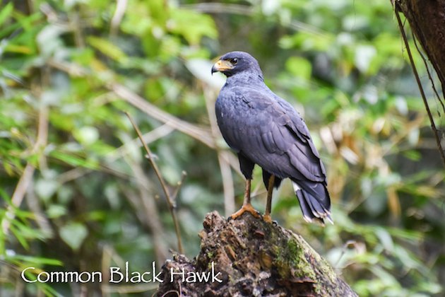 Common Black Hawk