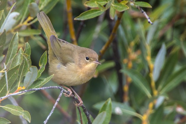 Common Yellowthroat