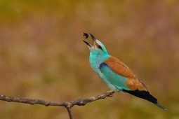 Birding northern Serbia, or a sudden bird tour