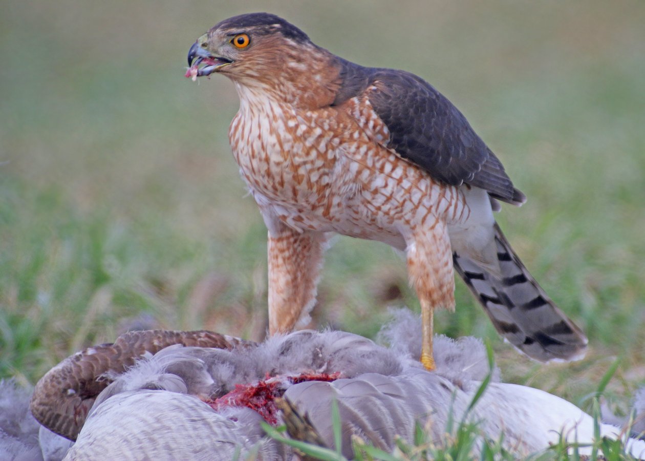 Do Hawks Eat Geese? Nature Blog Network