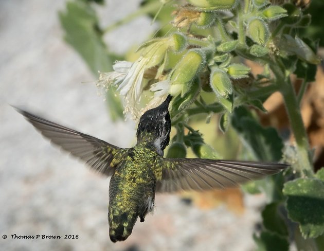 costas-hummer-one-legged-2