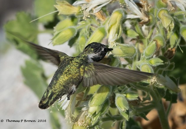 costas-hummer-one-legged-3