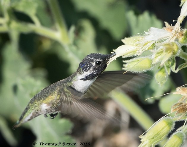 costas-hummer-one-legged-4