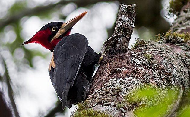 Birding Argentina – Araucaria Provintial Park, Cruce del Calballero