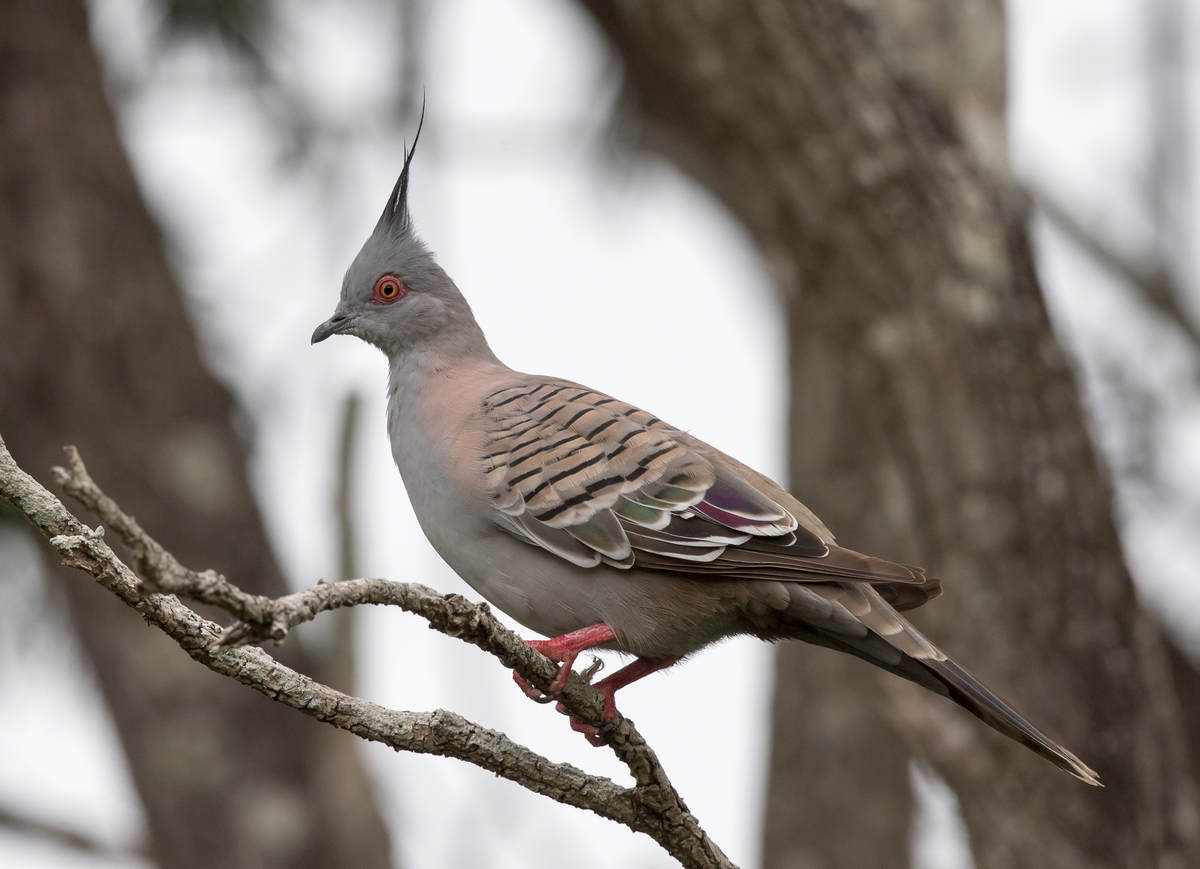 Crested and Proud - 10,000 Birds