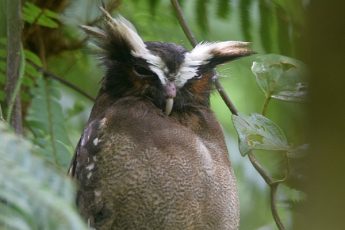 Crested Owl