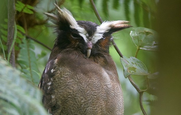 Crested Owl