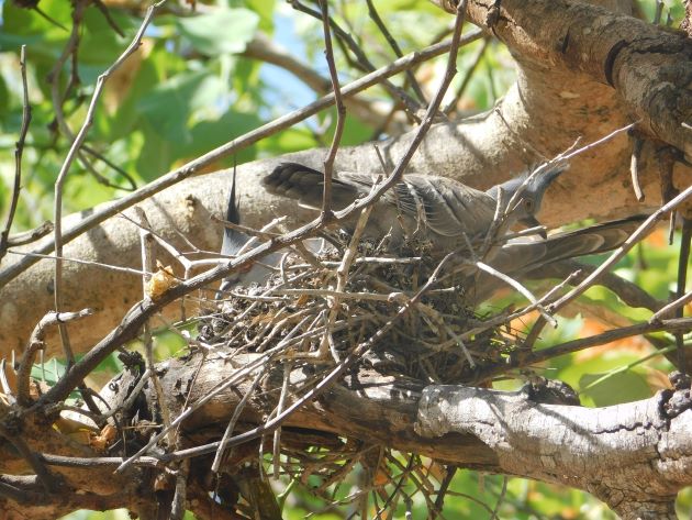 Animalstuffstore Crested-Pigeon-nest-2-1 Breeding Crested Pigeons in Broome – 10,000 Birds Bird  