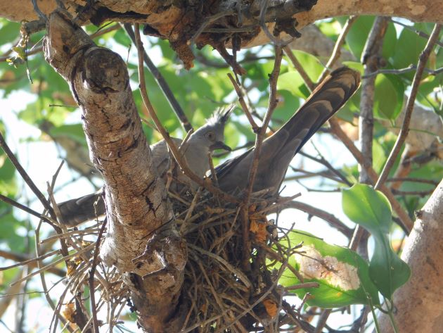 Animalstuffstore Crested-Pigeon-nest-3 Breeding Crested Pigeons in Broome – 10,000 Birds Bird  