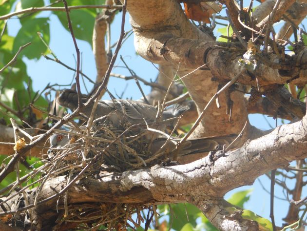 Animalstuffstore Crested-Pigeon-nest-4 Breeding Crested Pigeons in Broome – 10,000 Birds Bird  
