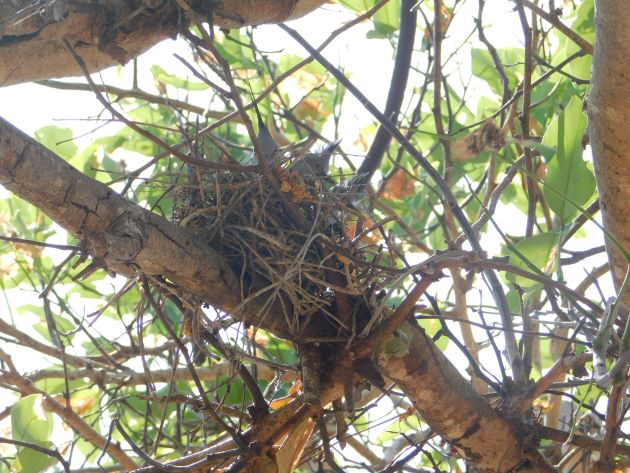 Animalstuffstore Crested-Pigeon-nest-5 Breeding Crested Pigeons in Broome – 10,000 Birds Bird  