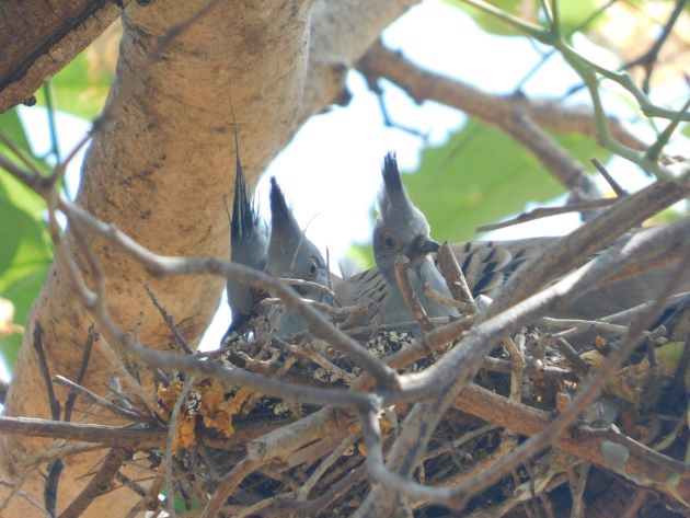 Animalstuffstore Crested-Pigeon-nest-6 Breeding Crested Pigeons in Broome – 10,000 Birds Bird  