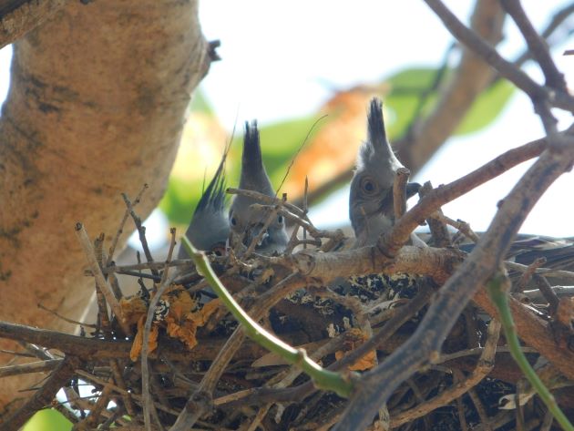 Animalstuffstore Crested-Pigeon-nest-8 Breeding Crested Pigeons in Broome – 10,000 Birds Bird  