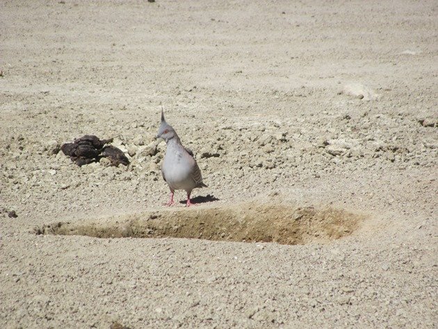 crested-pigeon