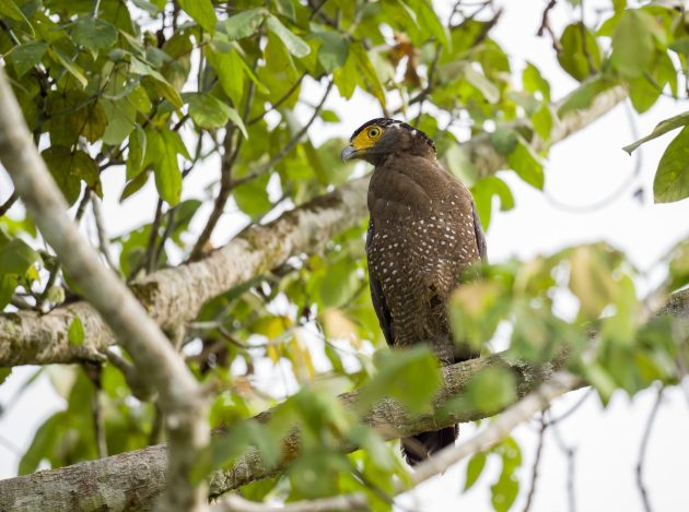 Animalstuffstore Crested-Serpent-Eagle_DSC8339_Tabin_Jul-14-2023-630x469 Birding Tabin, Sabah, Borneo – 10,000 Birds Bird  
