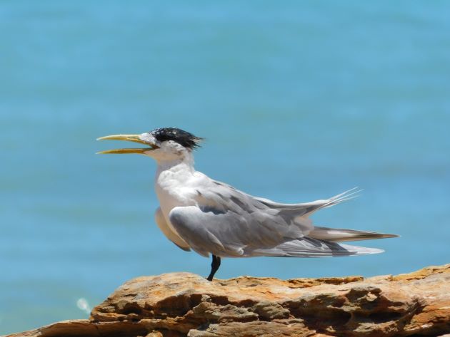 Animalstuffstore Crested-Tern-1 Broome Surf Membership to Gantheaume Level – 10,000 Birds Bird  