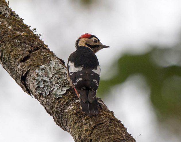 Animalstuffstore Crimson-Breasted-Woodpecker_DSC5191-Tengchong-Feb-2017-630x494 Birding Tengchong, Yunnan, China in 2017 – 10,000 Birds Bird  