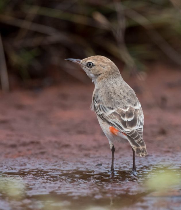 This image has an empty alt attribute; its file name is Crimson-Chat_DSC6683-Australia-Dec-2016-630x730.jpg