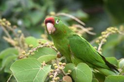 Costa Rica’s Signature Parakeet