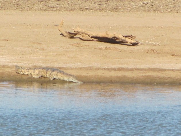 Crocodile