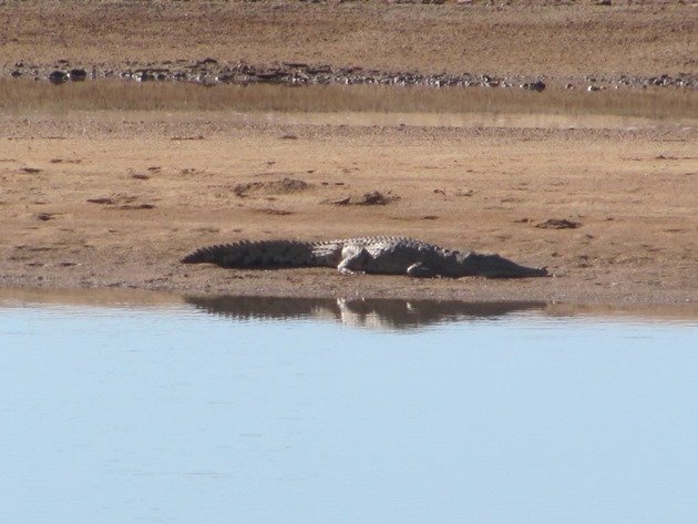 Crocodile (2)