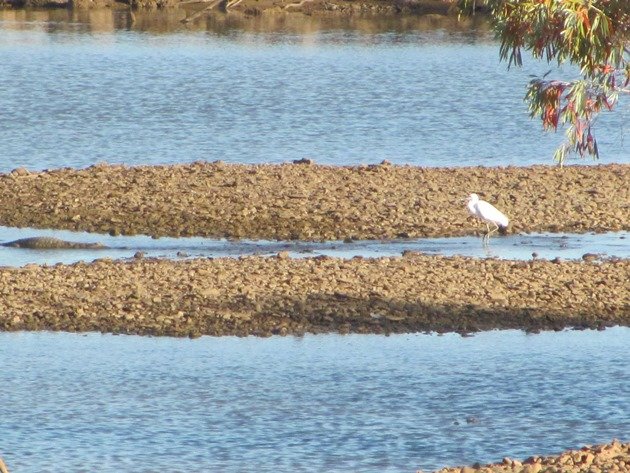 Crocodile & Intermediate Egret