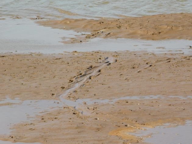 Animalstuffstore Crocodile-track Langi Crossing after the floods of January 2023 – 10,000 Birds Bird  