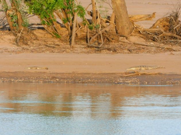 Animalstuffstore Crocodiles-2 Langi Crossing after the floods of January 2023 – 10,000 Birds Bird  