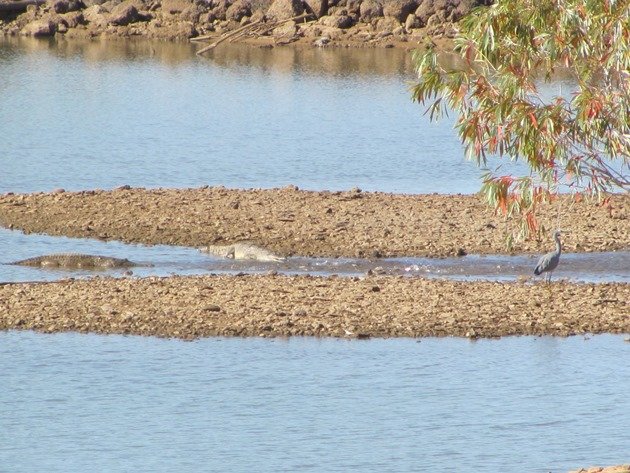 Crocodiles & White-faced Heron