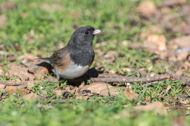 Dark-eyed Junco (Oregon) Male