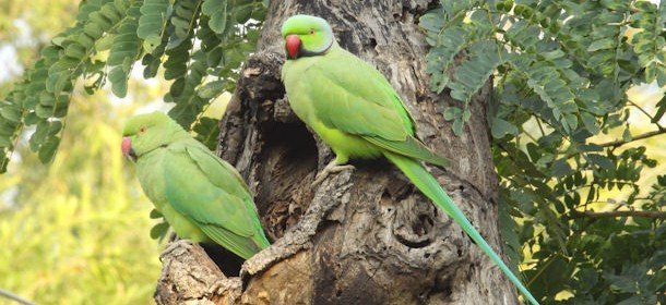10,000 Birds Alien species - Rose-ringed Parakeet. - 10,000 Birds