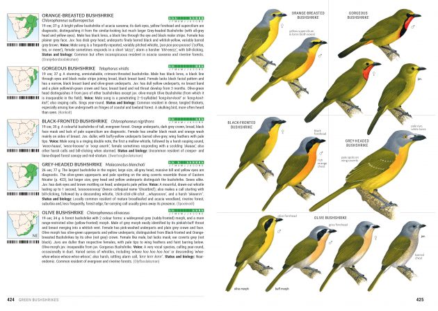 Sasol Birds of Southern Africa