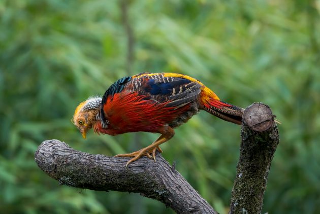 The Golden Pheasant - 10,000 Birds