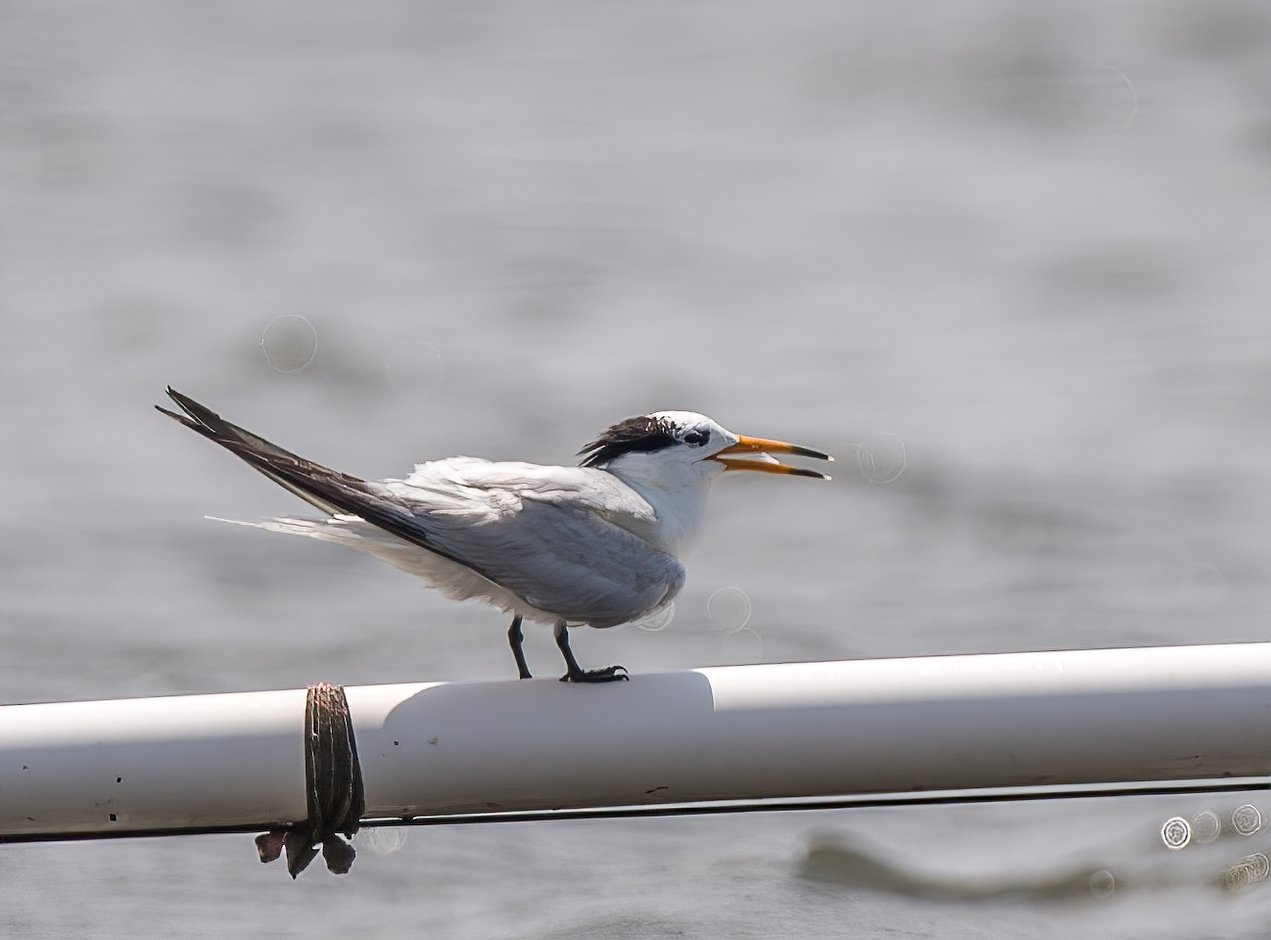 Chinese Crested Tern at Nanhui, Shanghai 10,000 Birds