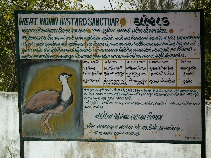 Great Indian bustard  Natural History, Conservation Status