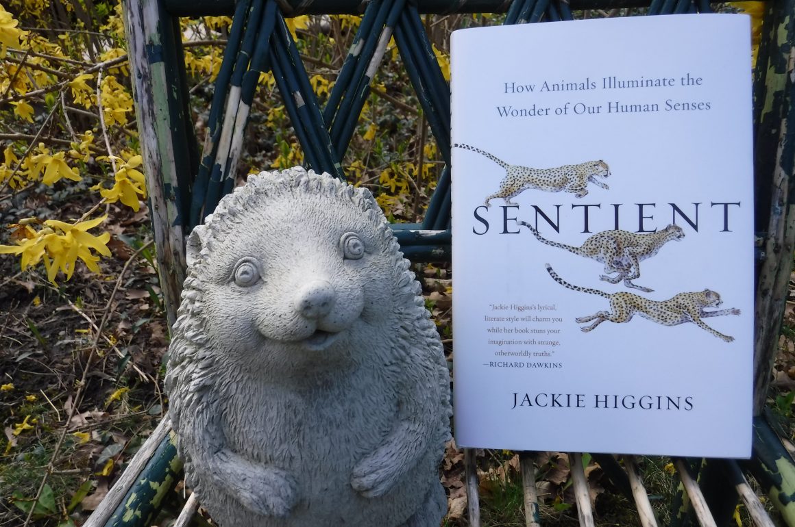 Sentient: a book review – 10,000 Birds