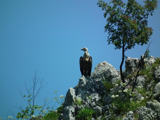 Trešnjica Gorge - Serbia