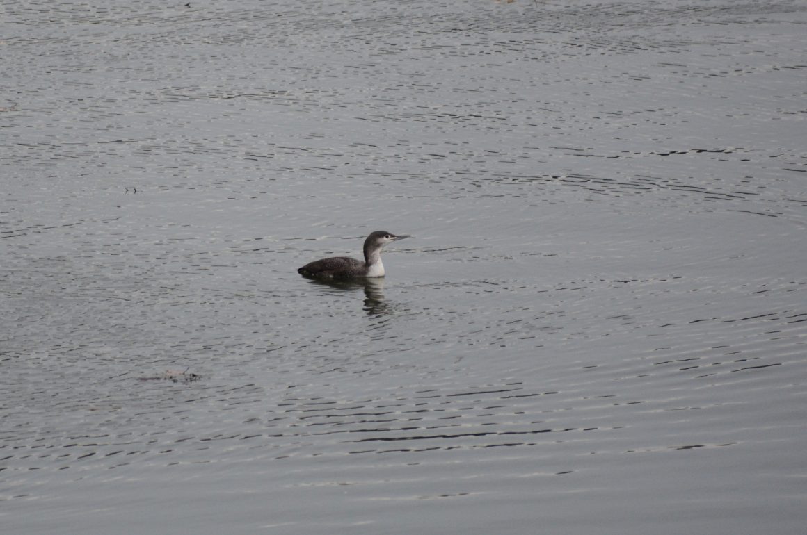 Red-throated Loon swimming in Maine water.