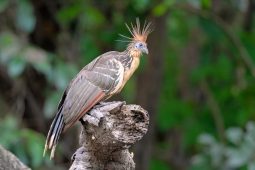 Birding Inirida, Colombia, or river dolphins and hoatzins, part 2