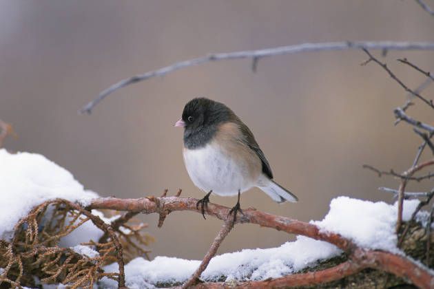 Dark-eyed Junco in the snow