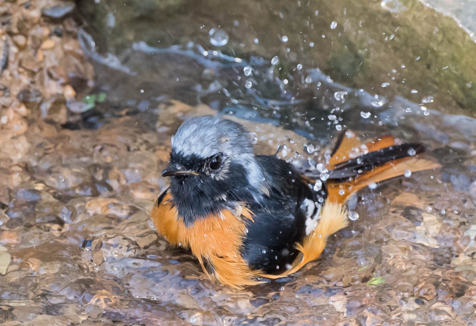 Wet Birds 10,000 Birds